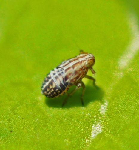 Laodelphax striatellus